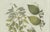 Bertuch, Licorice and Carob, 1805, Engraving For Sale - Image 10 of 12
