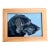 Contemporary Labrador Small Dog Print by Judy Henn Tabletop Wood Frame For Sale