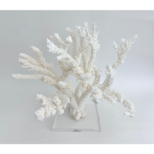 A stunning and exceptional specimen of natural Branch Coral mounted on an 8" x 8" x 1" polished acrylic base. While no two...