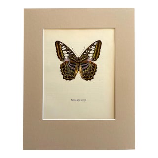 Vintage 1965 Butterfly Print in 11x14 Mat: Parthenon Sylvius/The Clipper, EUC For Sale