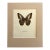 Vintage 1965 Butterfly Print in 11x14 Mat: Parthenon Sylvius/The Clipper, EUC For Sale