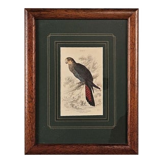 "Stellated Geringore", Scotland Circa 1837 For Sale