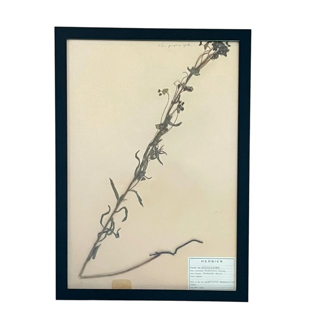 A beautifully curated set of six authentic French herbarium specimens, dated 1965 and professionally custom framed in...