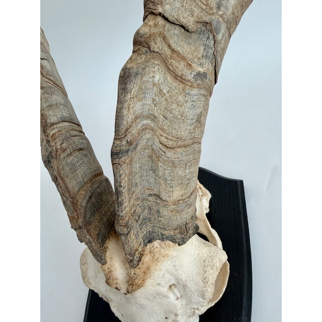 German Steinbok Wild Goat Horns For Sale - Image 4 of 8