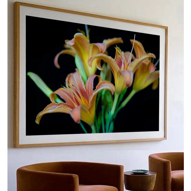 Several colorful Lily's shot on black. Printed on Archival Fine Art Paper.