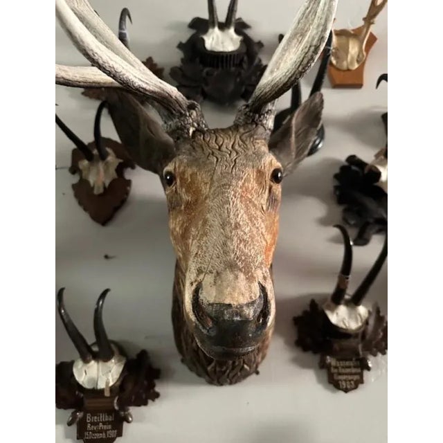 Late 19th Century Wood Carved Stag Head Blakc Forest Deer Carving For Sale - Image 9 of 9