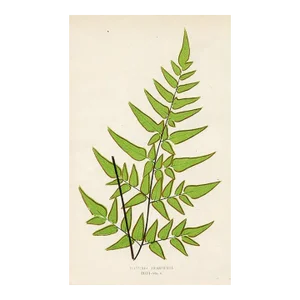 1870s, Platyloma Fern Print, Original Antique Color Engraving, England
