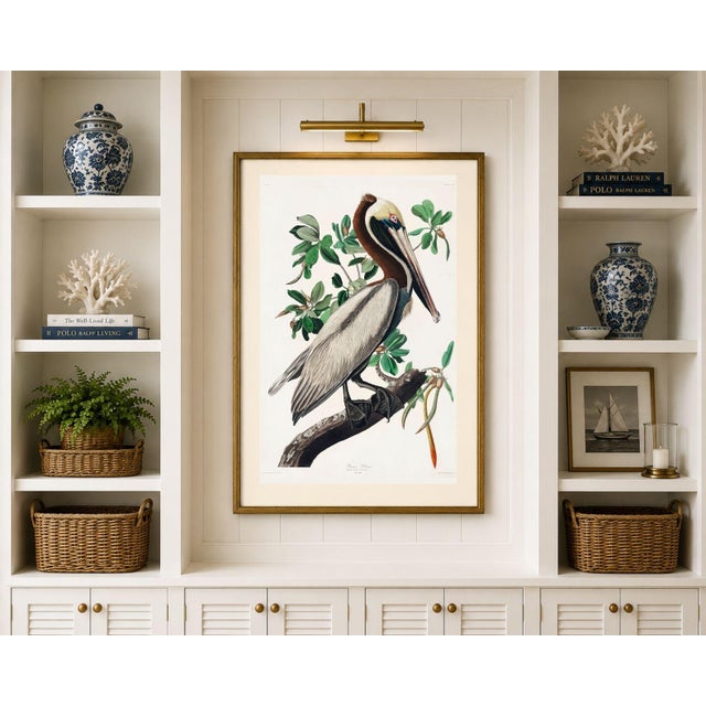 Brown Pelican by Audubon, Vintage Art Print Reproduction, 11" X 17" For Sale - Image 11 of 12