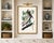 Brown Pelican by Audubon, Vintage Art Print Reproduction, 11" X 17" For Sale - Image 11 of 12
