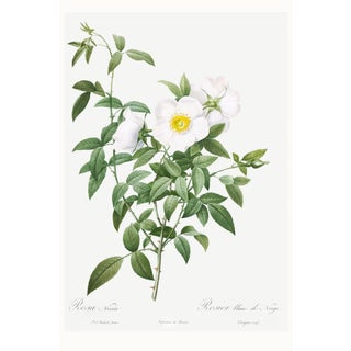 Cherokee Rose, Vintage Botanical Art Print Reproduction by Pierre-Joseph Redouté, 24" X 36" For Sale