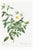 Cherokee Rose, Vintage Botanical Art Print Reproduction by Pierre-Joseph Redouté, 24" X 36" For Sale