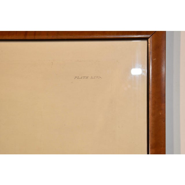 Illustration 19th Century Engraving of a Scaup Pochard by Prideaux John Selby For Sale - Image 3 of 6