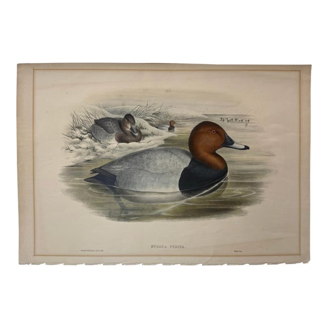 1860s Hand-Colored Duck Lithograph From John Gould’s “Birds of Great Britain” For Sale
