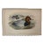 1860s Hand-Colored Duck Lithograph From John Gould’s “Birds of Great Britain” For Sale