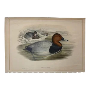 1860s Hand-Colored Duck Lithograph From John Gould’s “Birds of Great Britain”