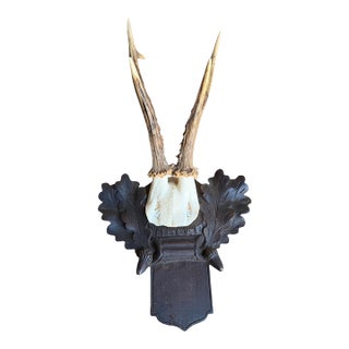 Roe Deer Trophy 227 Black Forest Antlers For Sale