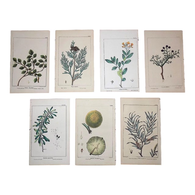 Antique 19th Century North AmericanTree Lithographs- Set of 7 For Sale