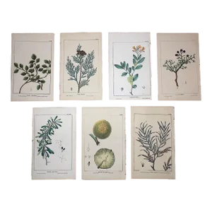 Antique 19th Century North AmericanTree Lithographs- Set of 7