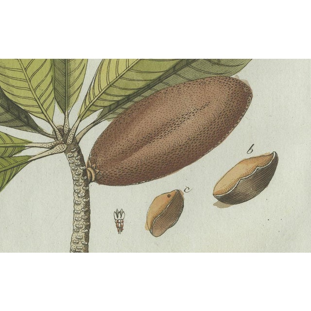 Bertuch, Tropical Fruits, 1800, Engraving For Sale - Image 6 of 9
