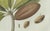 Bertuch, Tropical Fruits, 1800, Engraving For Sale - Image 6 of 9