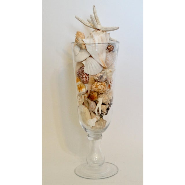 Lovely curated collection of seashells displayed in a large transparent glass footed vase. This collection of organic...