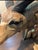 Full Body of a Greater Kudu/ African Antelope For Sale In Tampa - Image 6 of 10