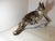 Large ceramic fox modeled and produced by guido cacciapuoti. an object that evokes the colors and atmosphere of the...