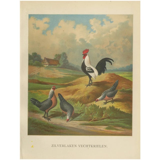 The Silver Bantam Game Fowl, 1888, Lithograph For Sale