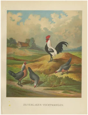 The Silver Bantam Game Fowl, 1888, Lithograph