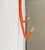 Mid-Century Modern German Wall Coat Rack, 1960s, Set of 5 For Sale - Image 9 of 18