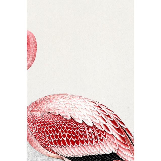 Lesser Flamingo by C. G. Finch-Davies, Vintage Reproduction Bird Art Print, 12" × 18" For Sale In Buffalo - Image 6 of 9