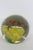 Silvestri Handcrafted Art Glass Paperweight Orange Bugs on a Yellow Flower 4516b For Sale In Miami - Image 6 of 12