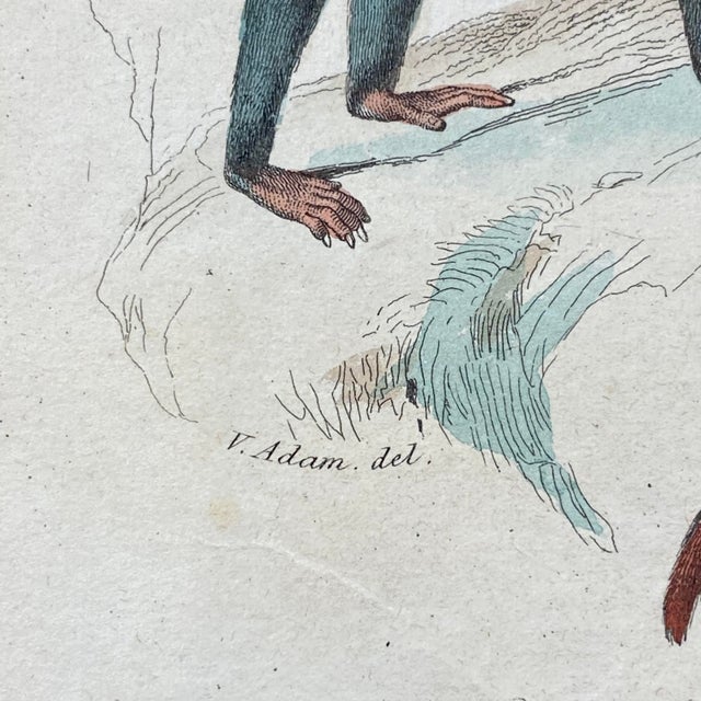 French Antique 18th Century "L'Ouistite" Monkey Engraving Hand Colored Signed Artwork For Sale - Image 9 of 12