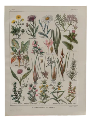Maurice Dessertenne, Prairie Plants and Flowers, 1920s, Lithograph