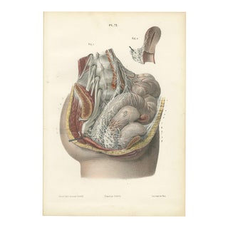 Hirschfeld and Leveille, Nerves of the Male Pelvic Viscera, 1866, Paper For Sale