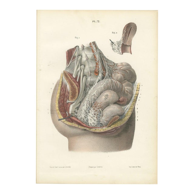 Hirschfeld and Leveille, Nerves of the Male Pelvic Viscera, 1866, Paper For Sale