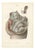 Hirschfeld and Leveille, Nerves of the Male Pelvic Viscera, 1866, Paper For Sale