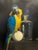 Luisa Albert, The Intruder Macaw Parrot, Oil Painting, 2018 For Sale - Image 6 of 6
