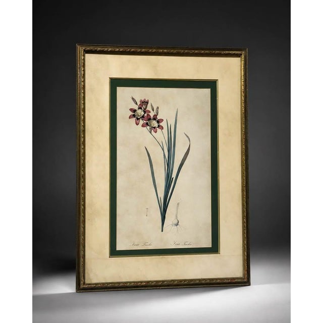 Vintage-Style Ixia Botanical Wall Art For Sale - Image 4 of 5