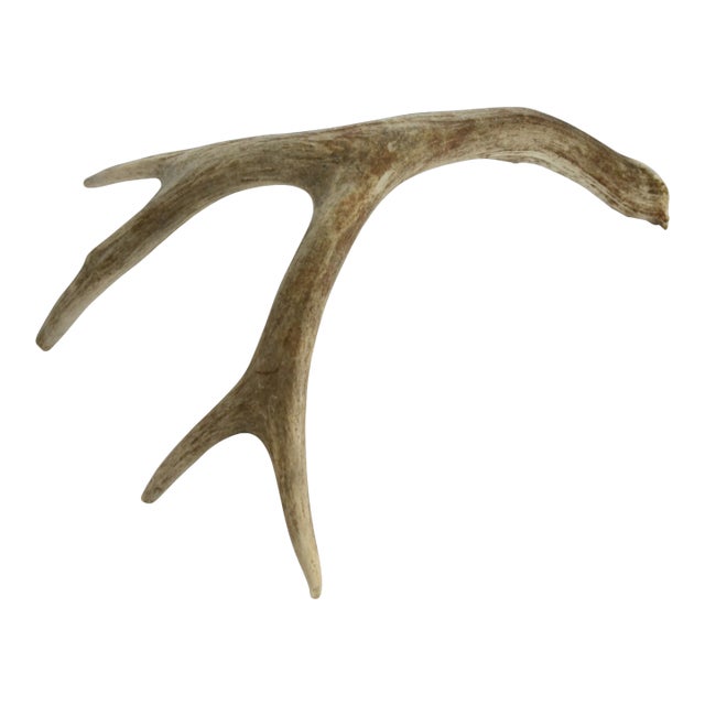 Large 14 inch natural deer buck horn bone antler horn in the original unfinished gray, tan and ivory. Great genuine...