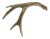 Large 14 inch natural deer buck horn bone antler horn in the original unfinished gray, tan and ivory. Great genuine...