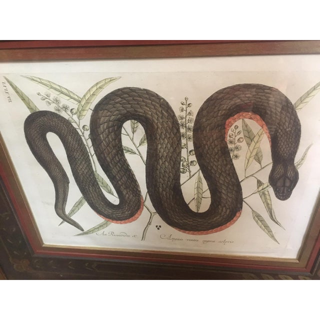 Printmaking Materials Mark Catesby Framed Etching 1754, Vol. 2 Pl. 46, the Copper-Bellied Snake For Sale - Image 7 of 11