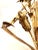 Metal 1960s Vintage Italian Gold Gilded Corn Husk Large Wall Sconces - a Pair For Sale - Image 7 of 10