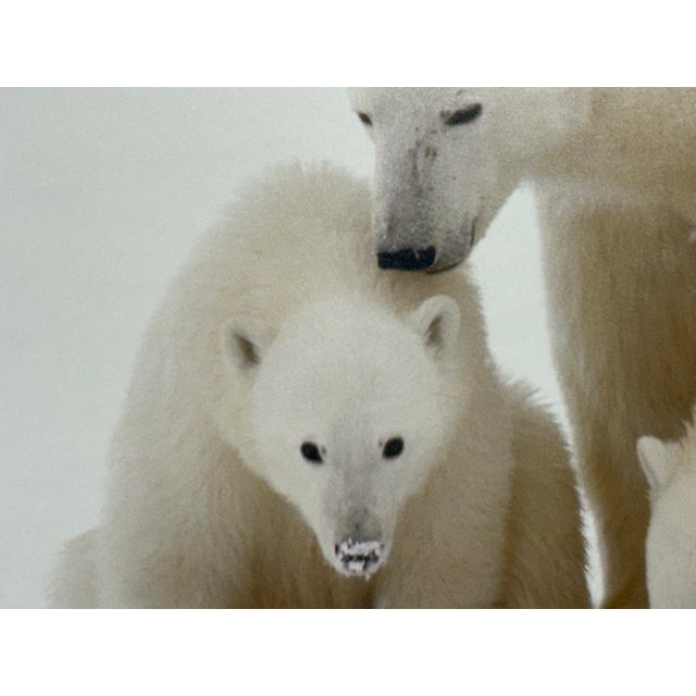 Late 20th Century Thomas Mangelsen Images of Nature Collection of Polar Expressions Photography, Signed For Sale - Image 5 of 12