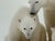 Late 20th Century Thomas Mangelsen Images of Nature Collection of Polar Expressions Photography, Signed For Sale - Image 5 of 12