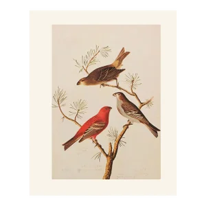 Pine Grosbeak After John J. Audubon, 1966 Cottage Print