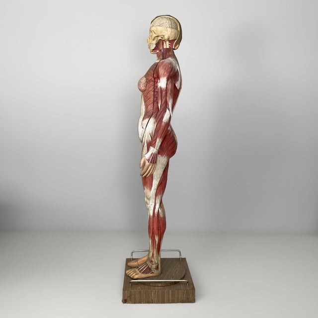Italian Anatomical Mannequin, 1960s, 1960s, Metal & Wood & Rubber For Sale - Image 3 of 18