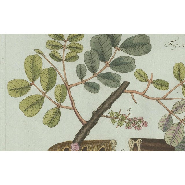 Paper Bertuch, Rubber and Gum Arabic Trees, 1802, Engraving For Sale - Image 7 of 9
