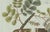 Paper Bertuch, Rubber and Gum Arabic Trees, 1802, Engraving For Sale - Image 7 of 9