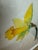 2000 - 2009 Isabel Wyatt Daylight Daffodil Original Painting, Signed For Sale - Image 5 of 12